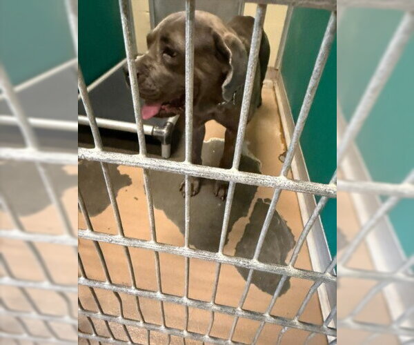 Medium Photo #1 Neapolitan Mastiff-Unknown Mix Puppy For Sale in Texas City, TX, USA