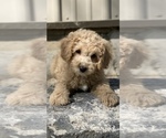 Small Photo #5 Poodle (Toy) Puppy For Sale in CANOGA, NY, USA