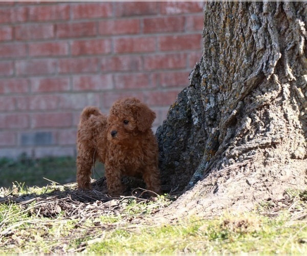 Medium Photo #2 Goldendoodle Puppy For Sale in BRIGHTON, MO, USA