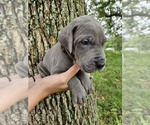 Small Photo #23 Great Dane Puppy For Sale in WALNUT GROVE, MO, USA
