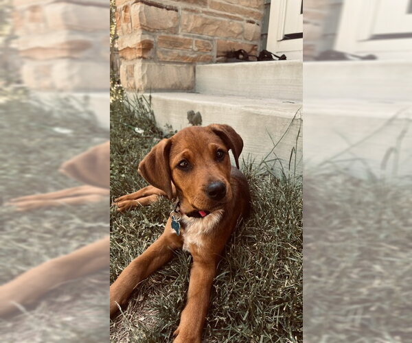 Medium Photo #1 Mutt Puppy For Sale in Plainfield, IL, USA