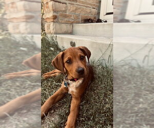 Mutt Dogs for adoption in Plainfield, IL, USA