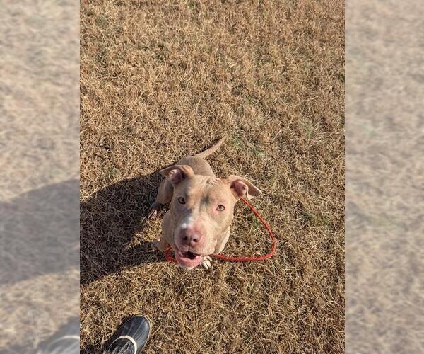 Medium Photo #2 Mutt Puppy For Sale in Forestville, MD, USA