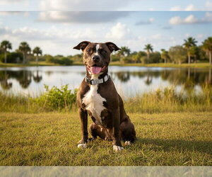 THUNDER - Female American Pit Bull Terrier-Unknown Mix Dog for Adoption - Photo #2