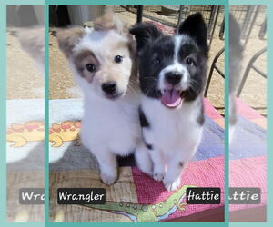 Border Collie-Unknown Mix Dogs for adoption in Granbury, TX, USA