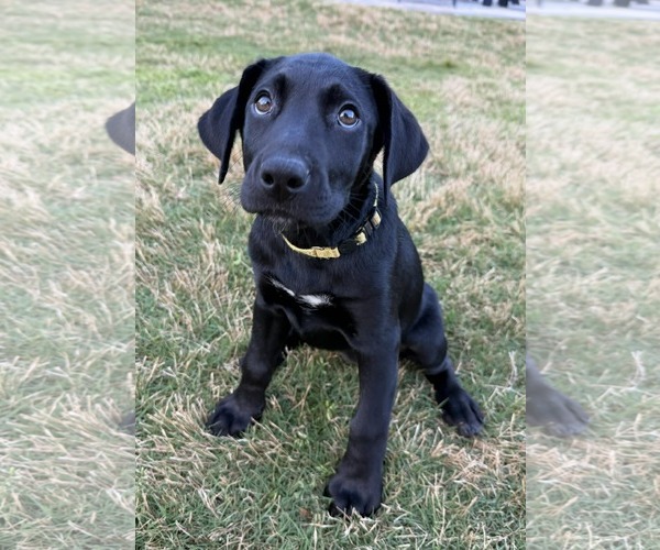 Medium Photo #2 Labrador Retriever-Unknown Mix Puppy For Sale in Greenville, SC, USA