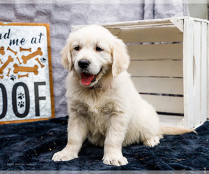 Medium Golden Retriever