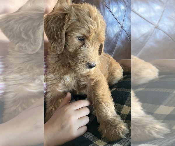 Medium Photo #1 Labradoodle Puppy For Sale in MIFFLINBURG, PA, USA
