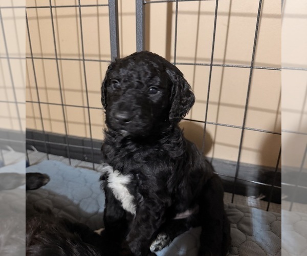 Medium Photo #1 Newfypoo Puppy For Sale in ANGOLA, IN, USA