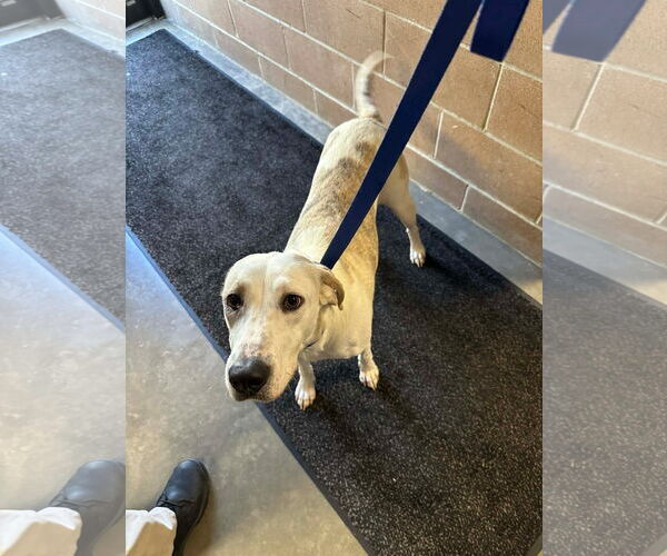 Medium Photo #2 Mutt Puppy For Sale in Rockaway, NJ, USA