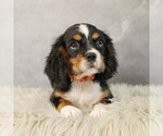 Small #4 Bernese Mountain Dog-Cavalier King Charles Spaniel Mix