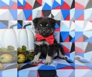 Pomeranian Puppy for sale in CHRISTIANA, PA, USA