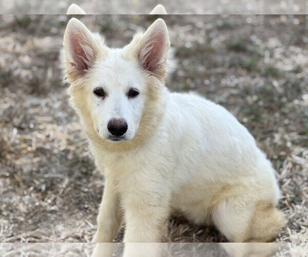 Medium Photo #1 - Mix Puppy For Sale in Phoenix, AZ, USA