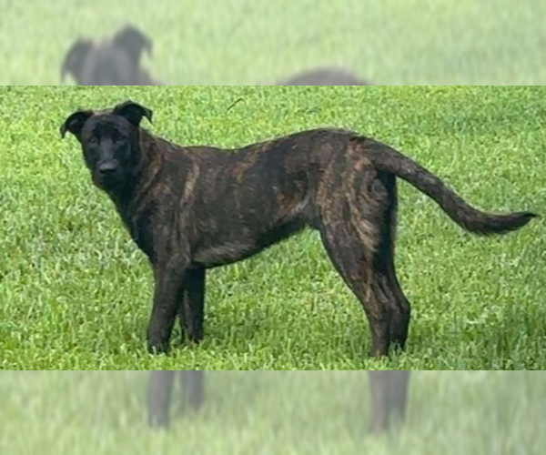 Medium Photo #2 Dutch Shepherd -Unknown Mix Puppy For Sale in West Palm Beach, FL, USA