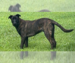 Small #1 Dutch Shepherd  Mix