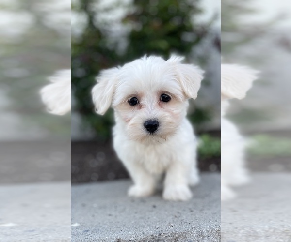 Medium Photo #1 Coton de Tulear-Poodle (Toy) Mix Puppy For Sale in CANOGA, NY, USA