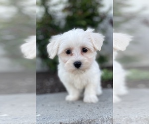 Coton de Tulear-Poodle (Toy) Mix Puppy for sale in CANOGA, NY, USA