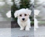 Small Coton de Tulear-Poodle (Toy) Mix