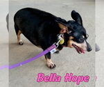 Small #41 Dachshund Mix