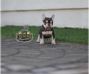 French Bulldog Puppy for sale in LOS ANGELES, CA, USA