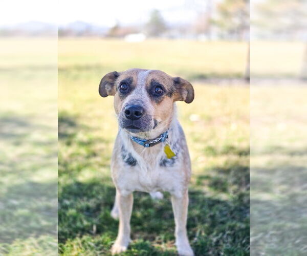 Medium Photo #11 Mutt Puppy For Sale in Sandy, UT, USA