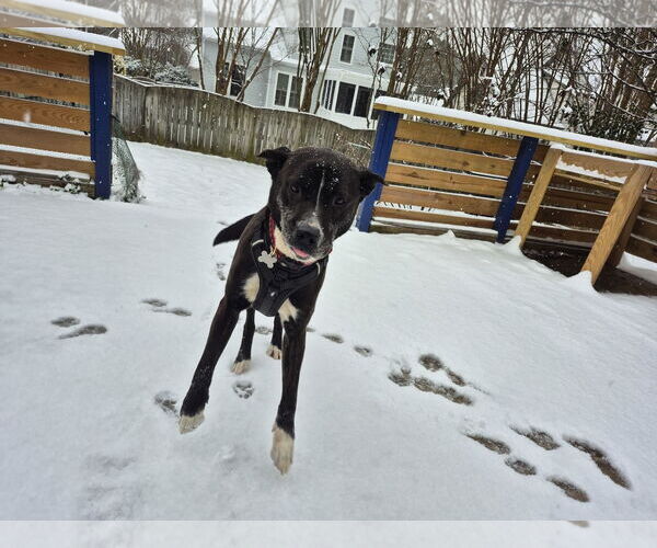 Medium Photo #9 Plott Hound-Unknown Mix Puppy For Sale in Holly Springs, NC, USA