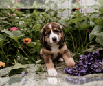 Small Photo #24 Bernese Mountain Dog-Caucasian Shepherd Dog Mix Puppy For Sale in STEVENS, PA, USA