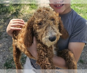Labradoodle Puppy for sale in PARMA, ID, USA