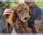 Image preview for Ad Listing. Nickname: Puppy