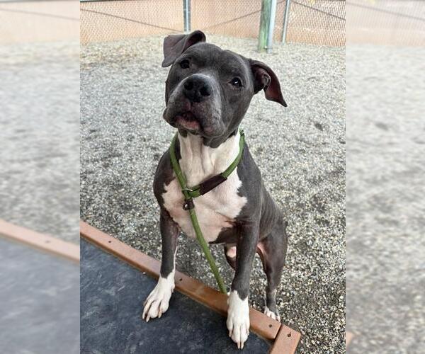 Medium Photo #2 American Staffordshire Terrier-Unknown Mix Puppy For Sale in Palmetto, FL, USA