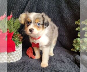 Miniature Australian Shepherd Puppy for sale in JASONVILLE, IN, USA