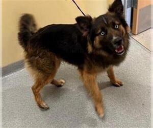 Gerberian Shepsky Dogs for adoption in Orange, CA, USA