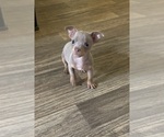 Small Photo #13 Chihuahua Puppy For Sale in ARANSAS PASS, TX, USA