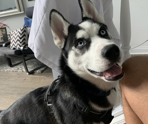 Siberian Husky Puppy for sale in CARMEL, IN, USA