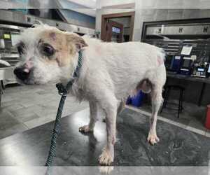 Mutt Dogs for adoption in New York, NY, USA