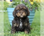 Small Cavapoo (Miniature)