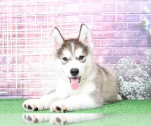 Alaskan Malamute Puppy for sale in BEL AIR, MD, USA