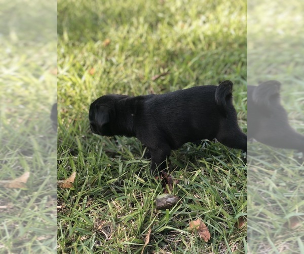 Medium Photo #5 Pug Puppy For Sale in MOSELLE, MS, USA