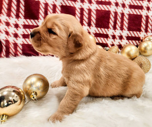 Golden Retriever Puppy for sale in ELMER, NJ, USA