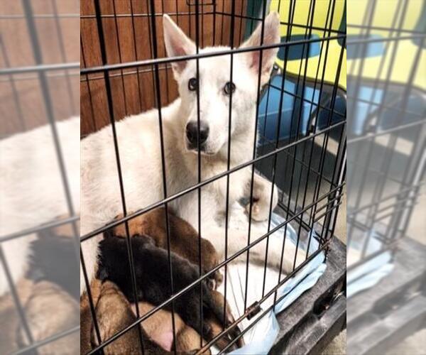 Medium Photo #3 Chow Chow-German Shepherd Dog Mix Puppy For Sale in Houston, TX, USA