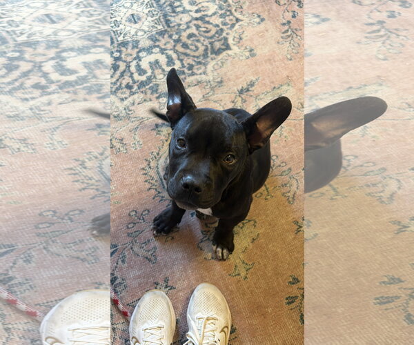 Medium Photo #1 French Bulldog-Staffordshire Bull Terrier Mix Puppy For Sale in Tracy City, TN, USA