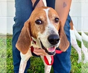 Treeing Walker Coonhound-Unknown Mix Dogs for adoption in Sanderson, FL, USA