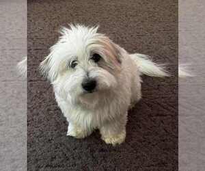 Father of the Coton de Tulear puppies born on 08/19/2025