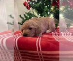 Small Photo #20 Goldendoodle Puppy For Sale in FLOWERY BRANCH, GA, USA