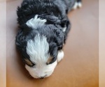 Small Photo #7 Bernese Mountain Dog Puppy For Sale in CUBA CITY, WI, USA