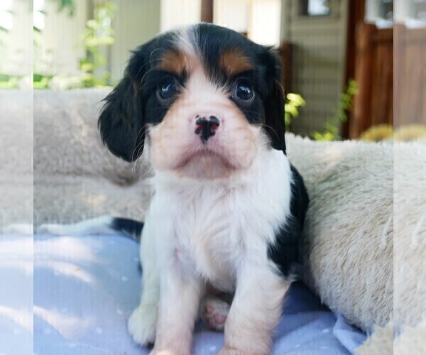 Medium Photo #10 Cavalier King Charles Spaniel Puppy For Sale in SCOTTVILLE, MI, USA