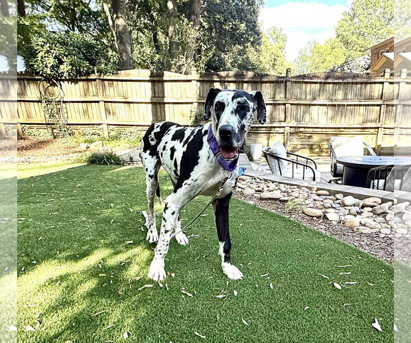 Medium Photo #2 Great Dane Puppy For Sale in Huntersville, NC, USA
