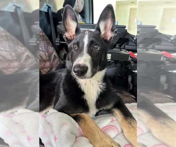 Medium Photo #2 Border Collie-Huskies  Mix Puppy For Sale in San Leon, TX, USA