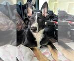 Small #1 Border Collie-Huskies  Mix