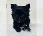 Small #15 Yorkshire Terrier